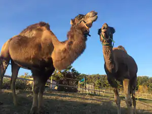 Drei Kamele auf einer Wiese auf einem Campingplatz, mit Zäunen und einem Holzsteg im Hintergrund.