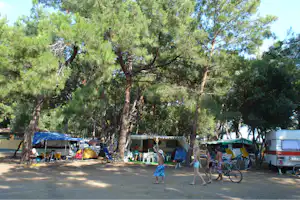 Campingplatz mit Zelten und Wohnmobilen unter hohen Kiefern, daneben Stühle, Tische und Fahrräder.