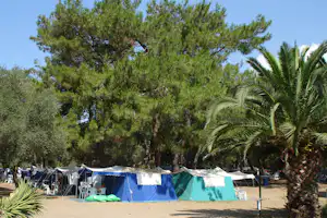 Campingzelte auf einem Stellplatz, umgeben von Palmen und hohen Bäumen, im Hintergrund ein Weg und weitere Fahrzeuge.