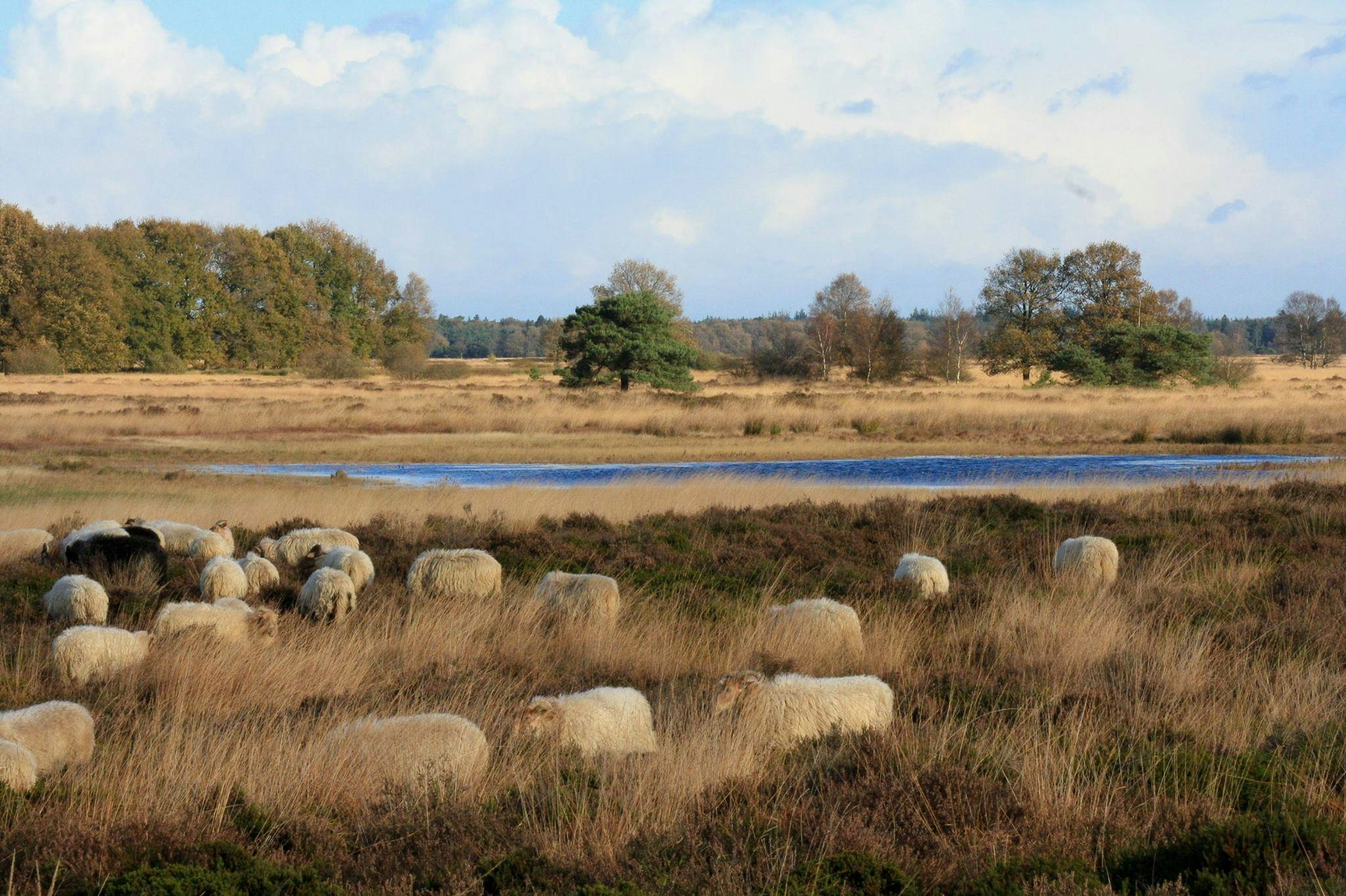 D'Olde Kamp Recreatie