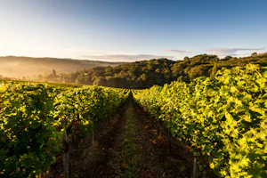 Domaine d'Esperbasque