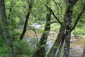 Bach im Wald zwischen Felsen, durch Bäume und grünes Laub gefiltertes Licht, ruhiger Wasserlauf im Hintergrund.