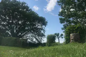 Grüne Wiese mit Bäumen und Sträuchern, Blick in den Himmel mit Wolken und einem Laternenmast im Hintergrund.