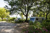 Domaine de la Coronne  -  Wohnwagen- und Zeltstellplatz unter Bäumen auf dem Campingplatz