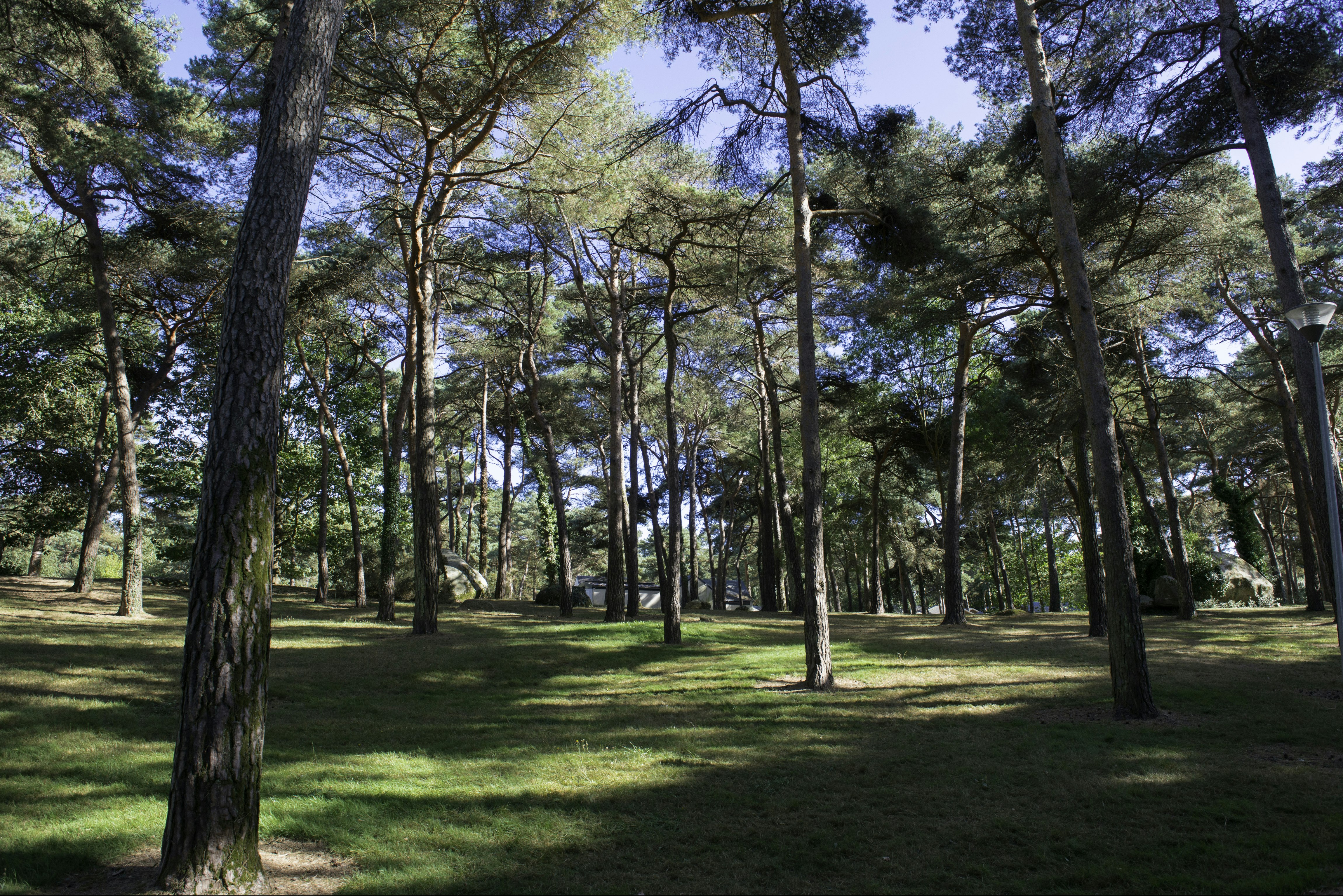 Domaine de la Pinède - Standplätze zwischen den Bäumen auf dem Campingplatz