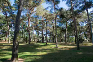 Waldartiger Campingplatz mit hohen Bäumen, grünem Gras und Zelt-/Wohnwagen-Stellplätzen im Hintergrund.