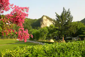 Blühender Baum mit pinken Blüten am Campingplatz, dahinter Wald und ein Felsen im Hintergrund.