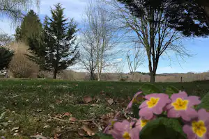 Blumen im Vordergrund auf einer Wiese, dahinter Bäume und Hecken vor blauem Himmel.