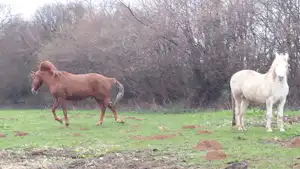Zwei Pferde auf einer grünen Wiese im Gehege, im Hintergrund ein Hang mit Bäumen.