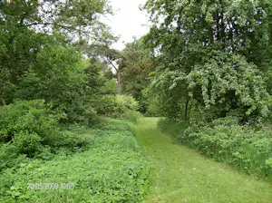 Grüner Weg durch dichtes Wald- und Buschwerk, mit Bäumen beidseits und Gras am Rand.