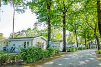Droompark De Zanding - Mobilheime unter den Bäumen