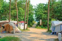 Dünencamp Karlshagen  -  Zeltplatz vom Campingplatz zwischen Bäumen und Zugang zur Ostsee