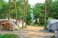 Dünencamp Karlshagen  -  Zeltplatz vom Campingplatz zwischen Bäumen und Zugang zur Ostsee