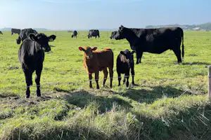 Kühe auf einer grünen Weide, im Vordergrund eine Kuh mit Kälbern, im Hintergrund weitere Tiere und eine entfernte Silhouette.