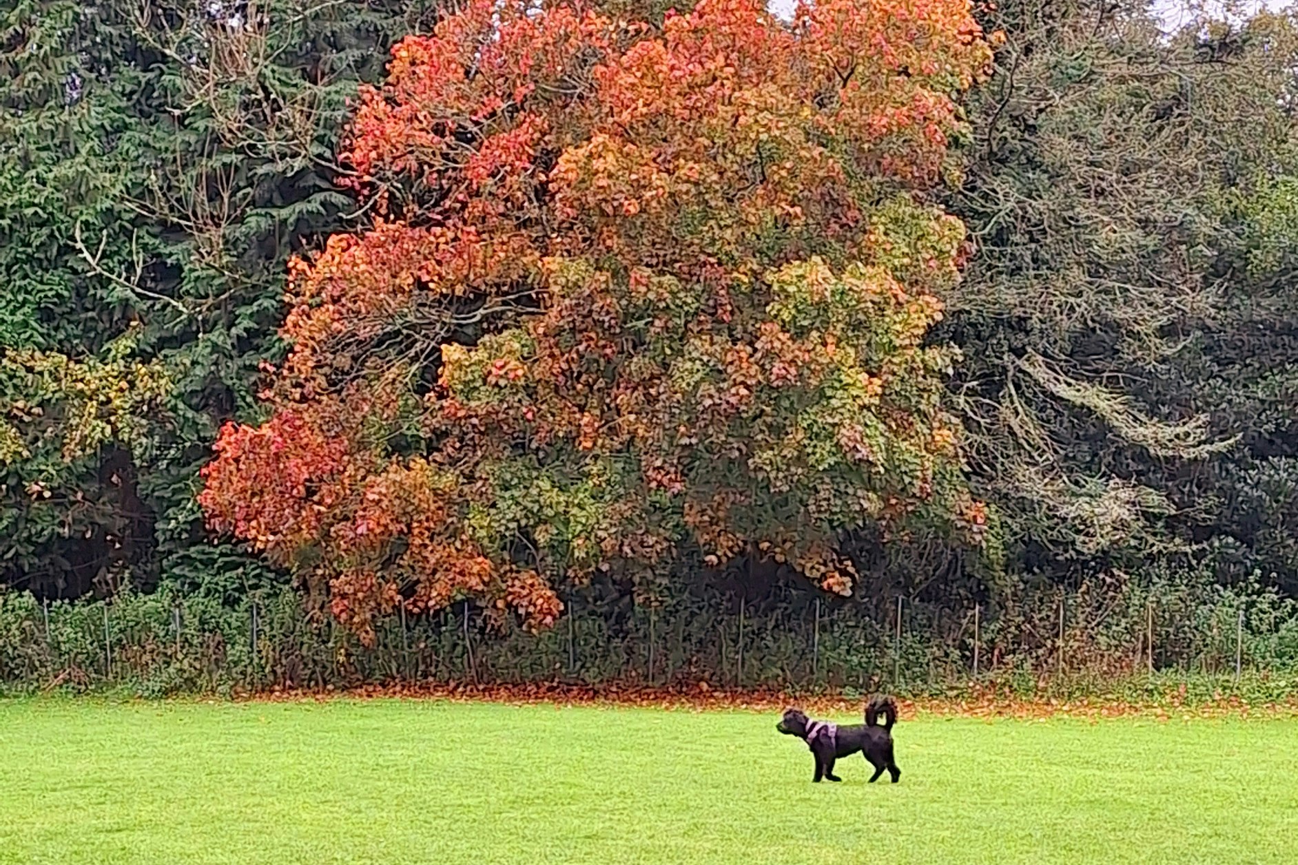 Eden Valley Holiday Park - Hundebereich auf dem Campingplatz