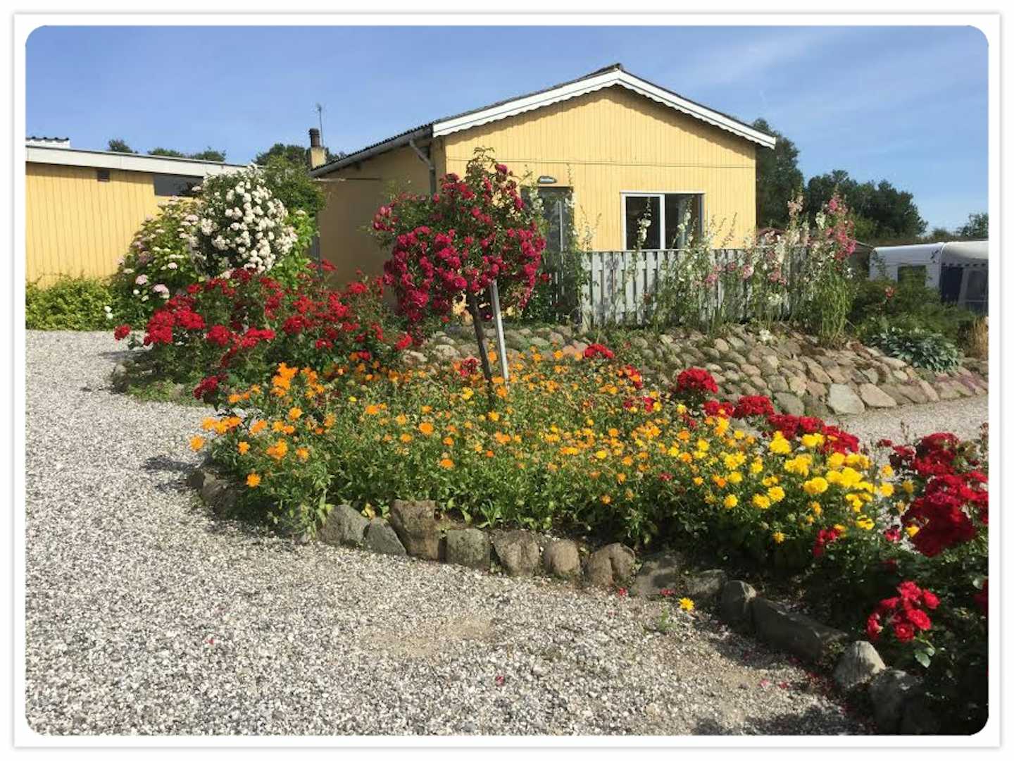 Elsegårde Camping - Garten mit Rosen auf dem Campingplatz