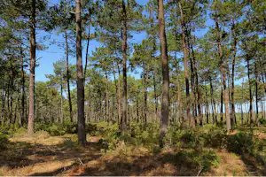 Euronat FKK-Camping - Blick in den Wald am Campingplatz