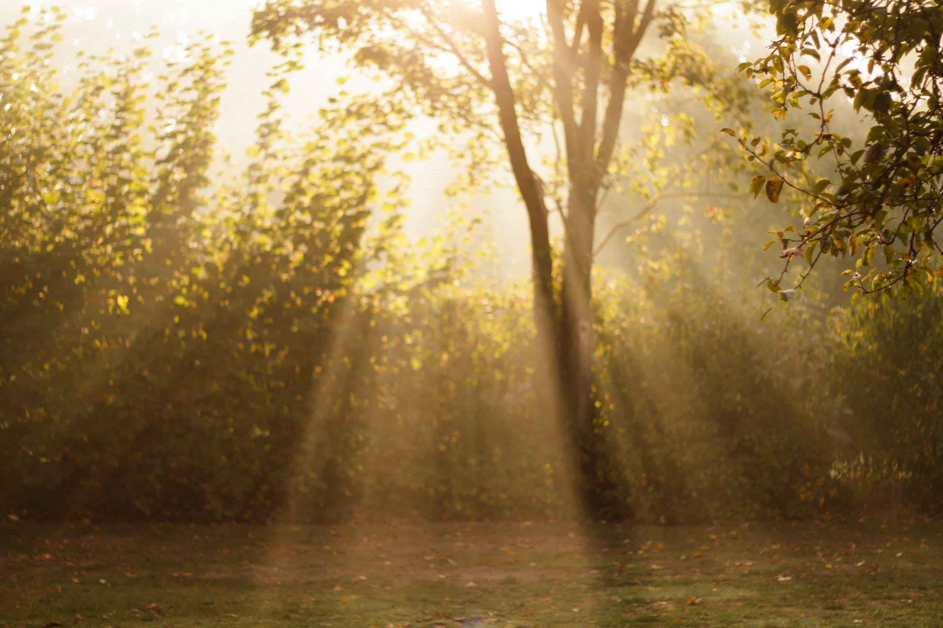 Ezelcamping In ’t Niet