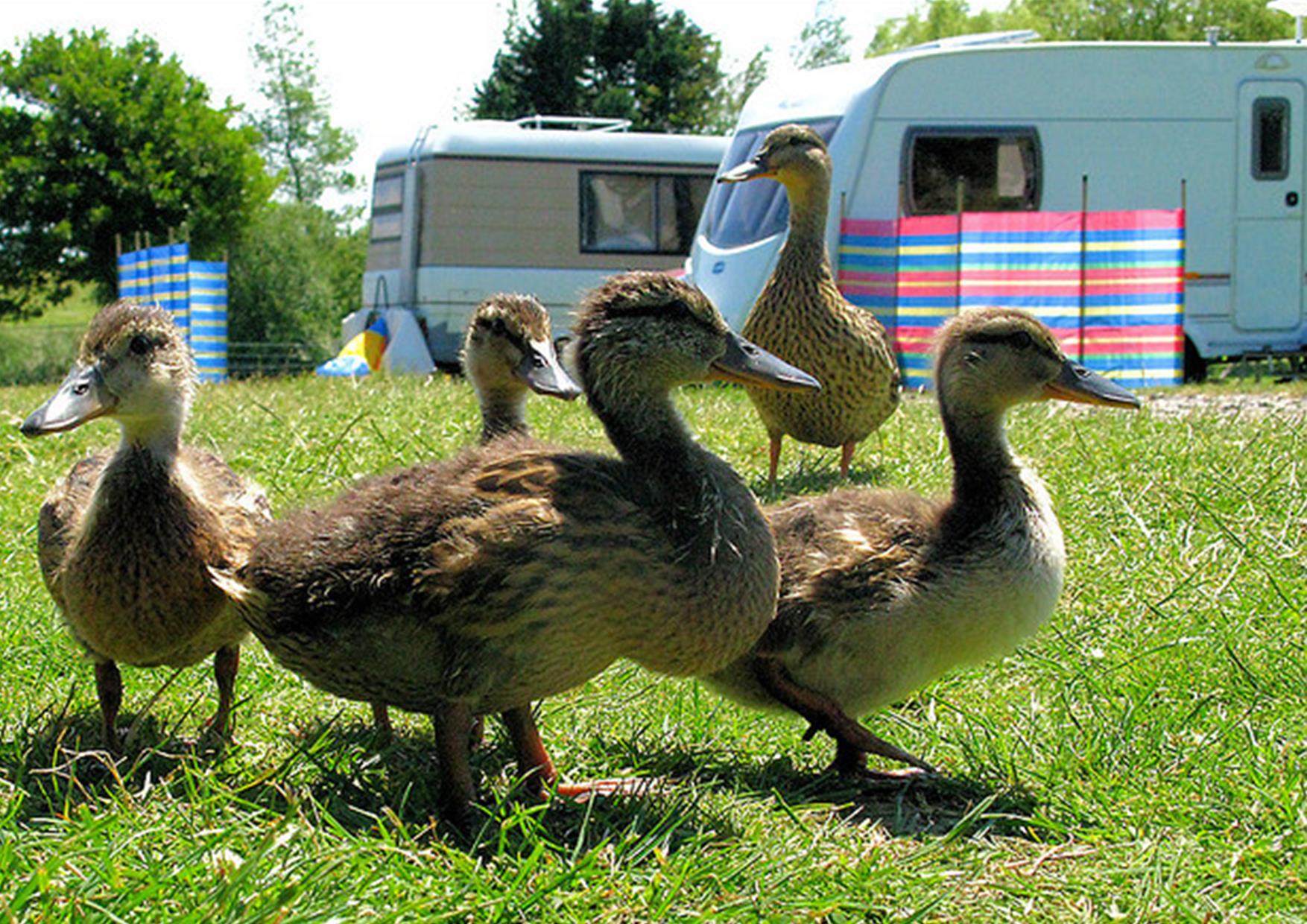 Fairfields Farm Caravan & Camping Park