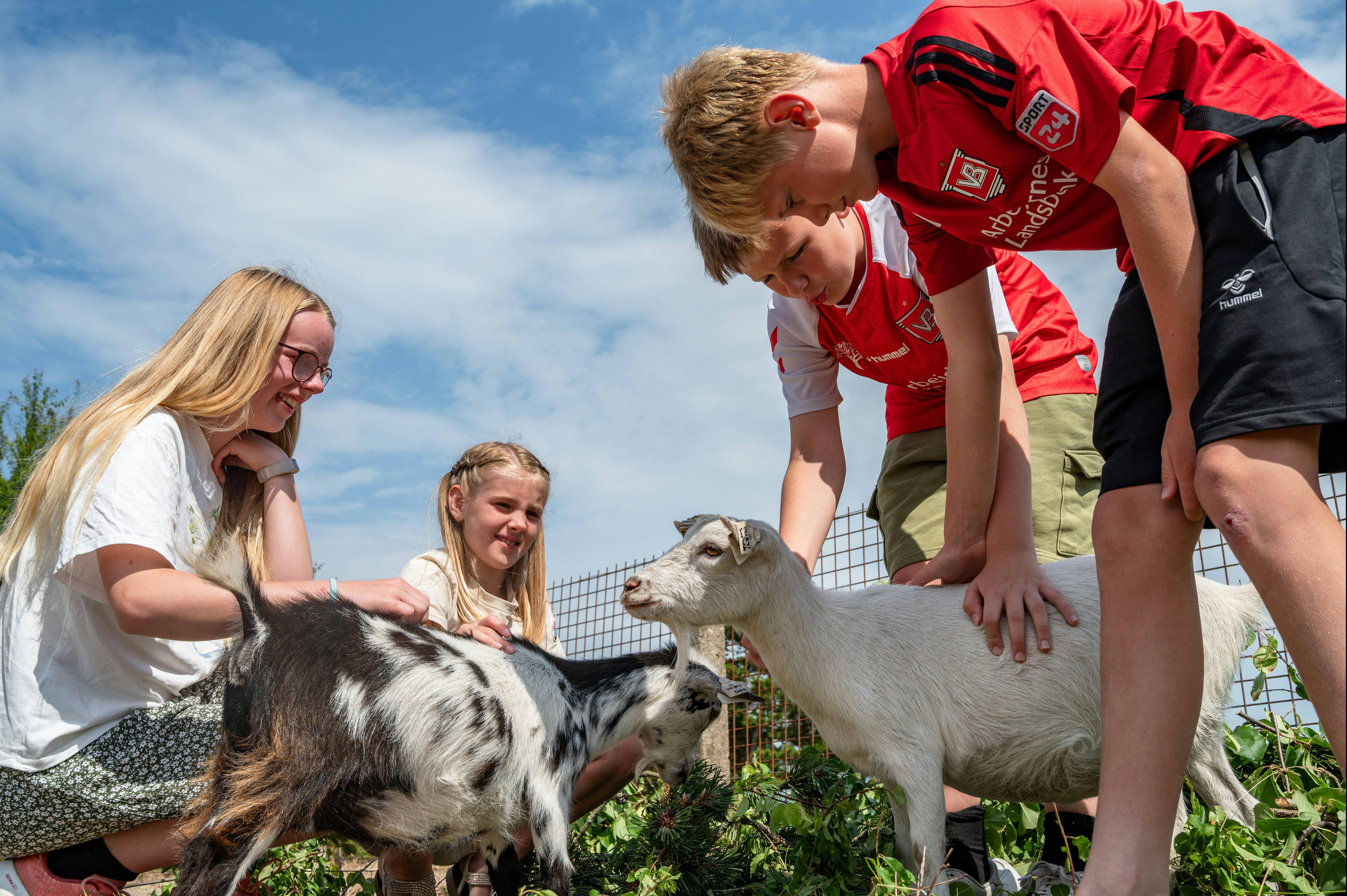Familie Camping Nymindegab - Kinder spielen mit Ziegen im Streichelzoo des Campingplatzes