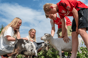 Familie Camping Nymindegab - Kinder spielen mit Ziegen im Streichelzoo des Campingplatzes