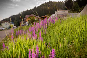 Family-Resort Kleinenzhof - Zeltplätze und Wiese mit Blumen