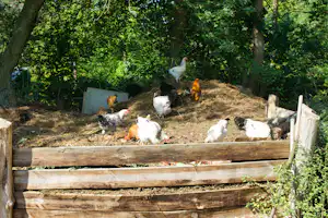 Tiergehege im Campingwald mit mehreren Hühnern und einem Hahn hinter einem Holzzaun, umgeben von Büschen und Bäumen.