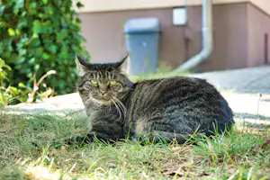 Ferienhof Altglobsow - Katze.jpg