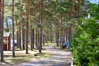 First Camp Åhus - Grüner Waldweg zwischen den Bäumen auf dem Campingplatz 