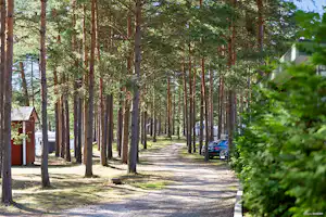 First Camp Åhus - Grüner Waldweg zwischen den Bäumen auf dem Campingplatz