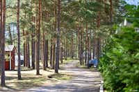 First Camp Åhus - Grüner Waldweg zwischen den Bäumen auf dem Campingplatz 