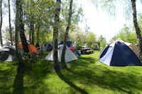 Flaeming Camping Oehna - Zeltwiese zwischen Bäumen mit Zelten