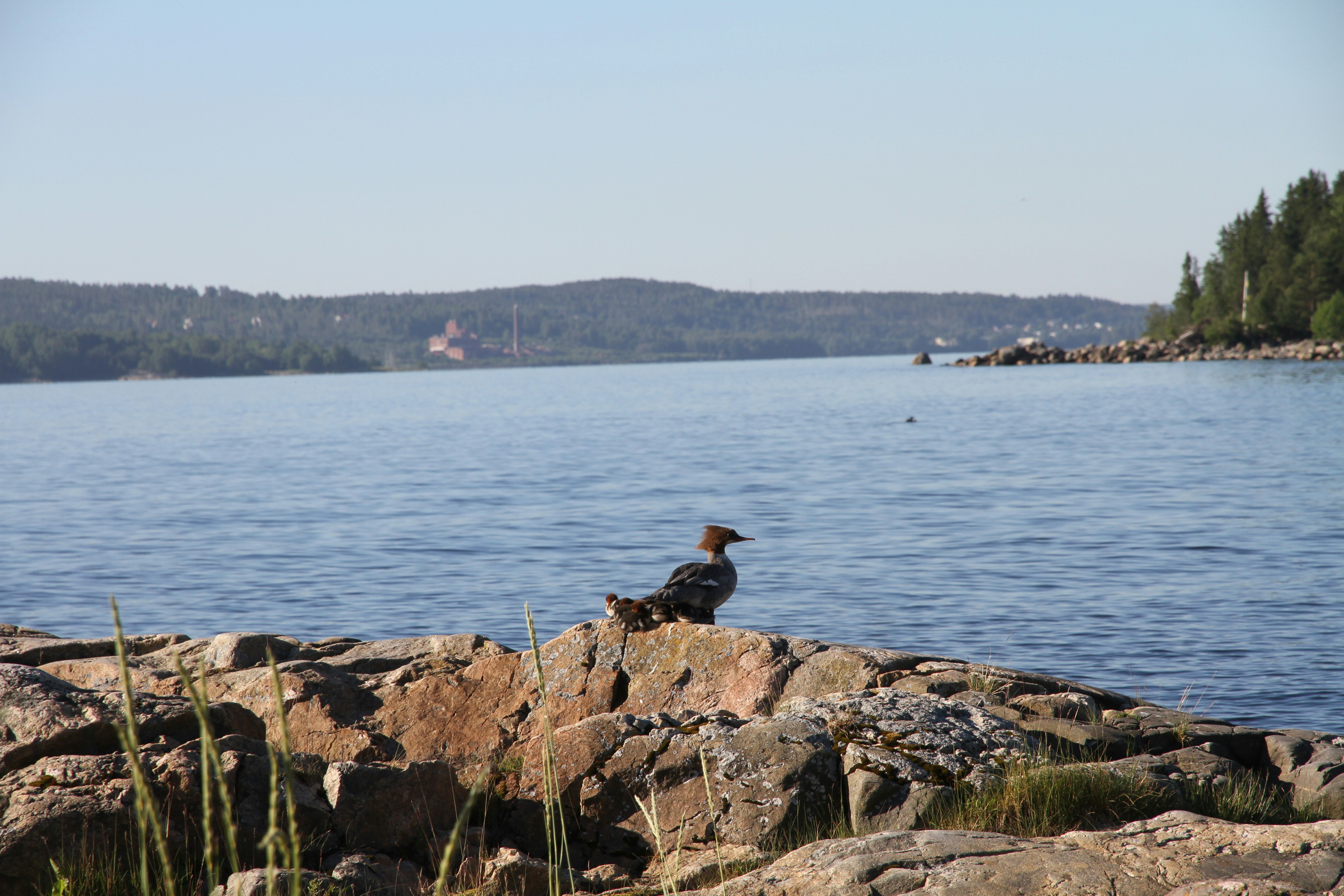 Nordic Camping Sundsvalls - Blick auf das Wasser