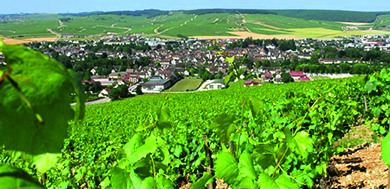 Camping Des Platanes