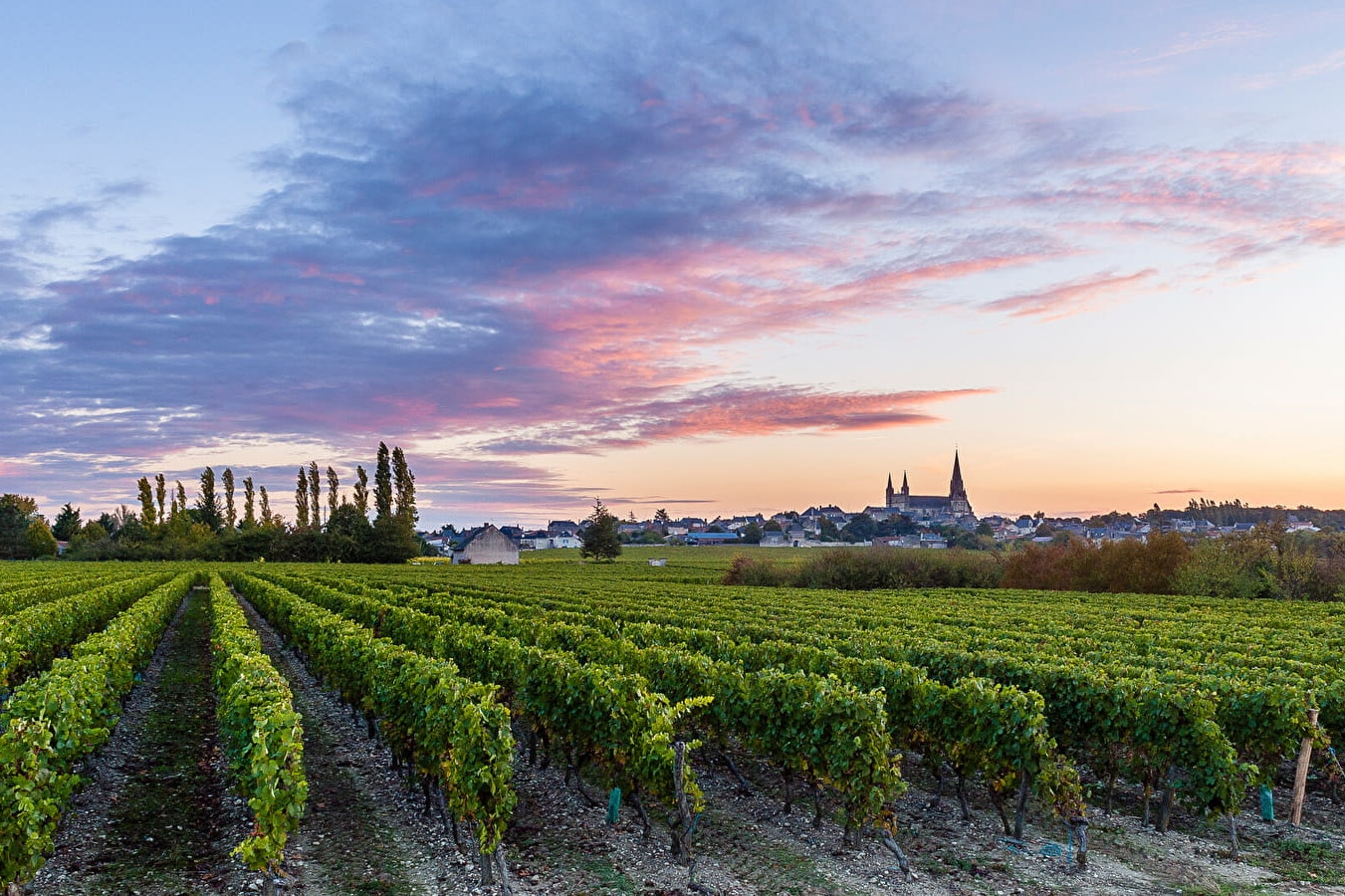 Flower Camping Île d'Offard - Weinberge in der Umgebung des Campingplatzes