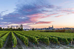 Flower Camping Île d'Offard - Weinberge in der Umgebung des Campingplatzes
