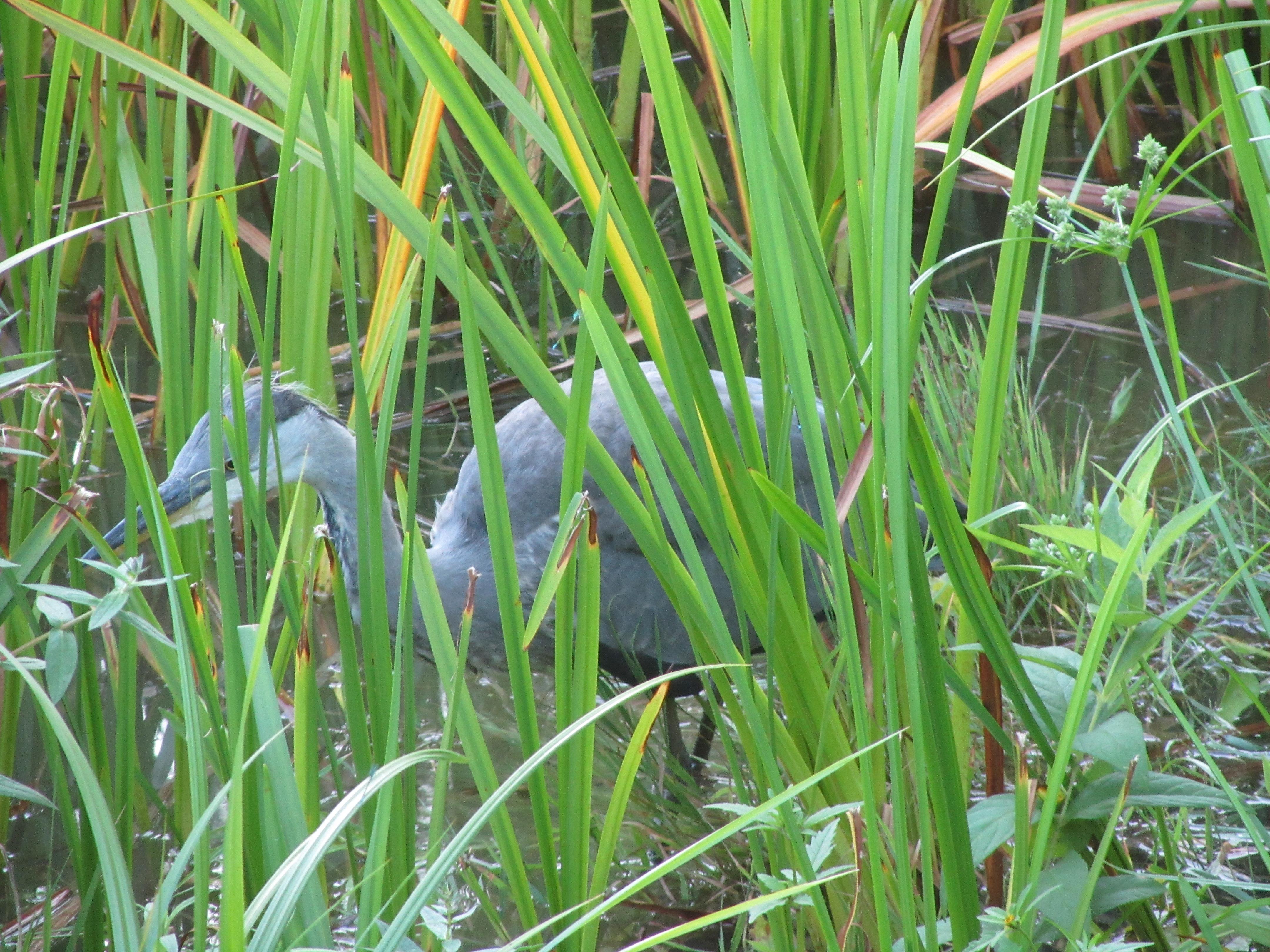 Camping Les Vertes Feuilles