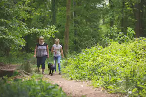 Forest Glade Holiday Park - Spazierwege im Wald in der Umgebung des Campingplatzes