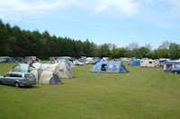 Forest Glade Holiday Park - Zelt- und Stellplatzwiese auf dem Campingplatz