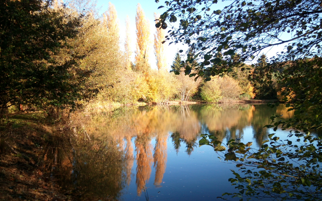 Ruhiger See mit Spiegelung im Wasser, umgeben von Bäumen und Ufervegetation im Herbstwald.