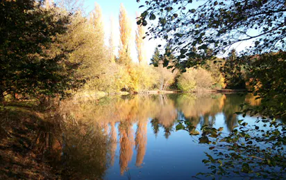 Forest View Camping