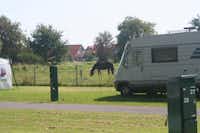 Friesland Camping - Wohnmobil auf einem Stellplatz mit grasendem Pferd im Hintergrund