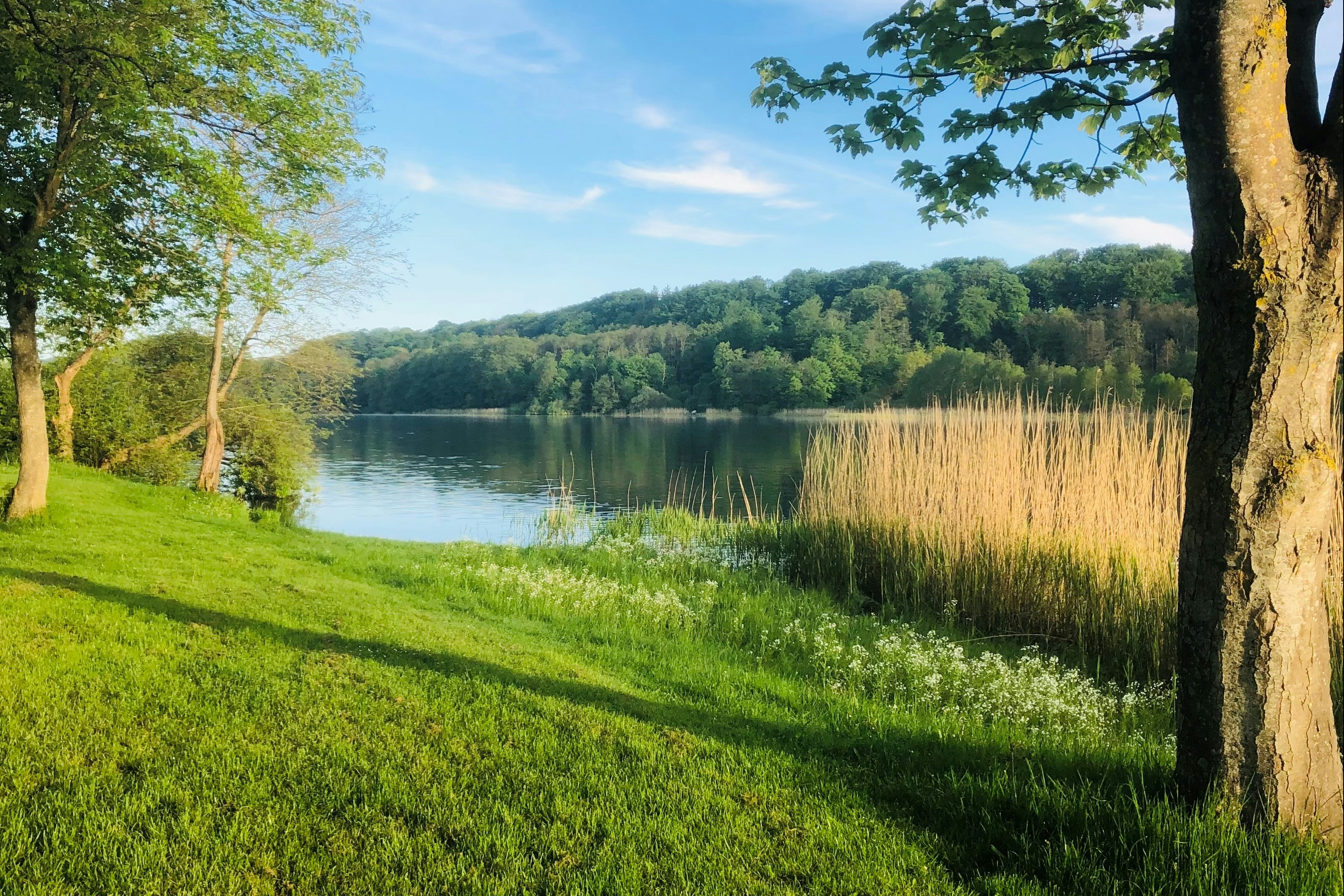 Fårup Sø Camping - Blick auf das Ufer im Grünen