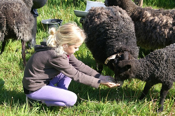 Gammelmark Strand Camping -Bauernhof auf dem Campingplatz