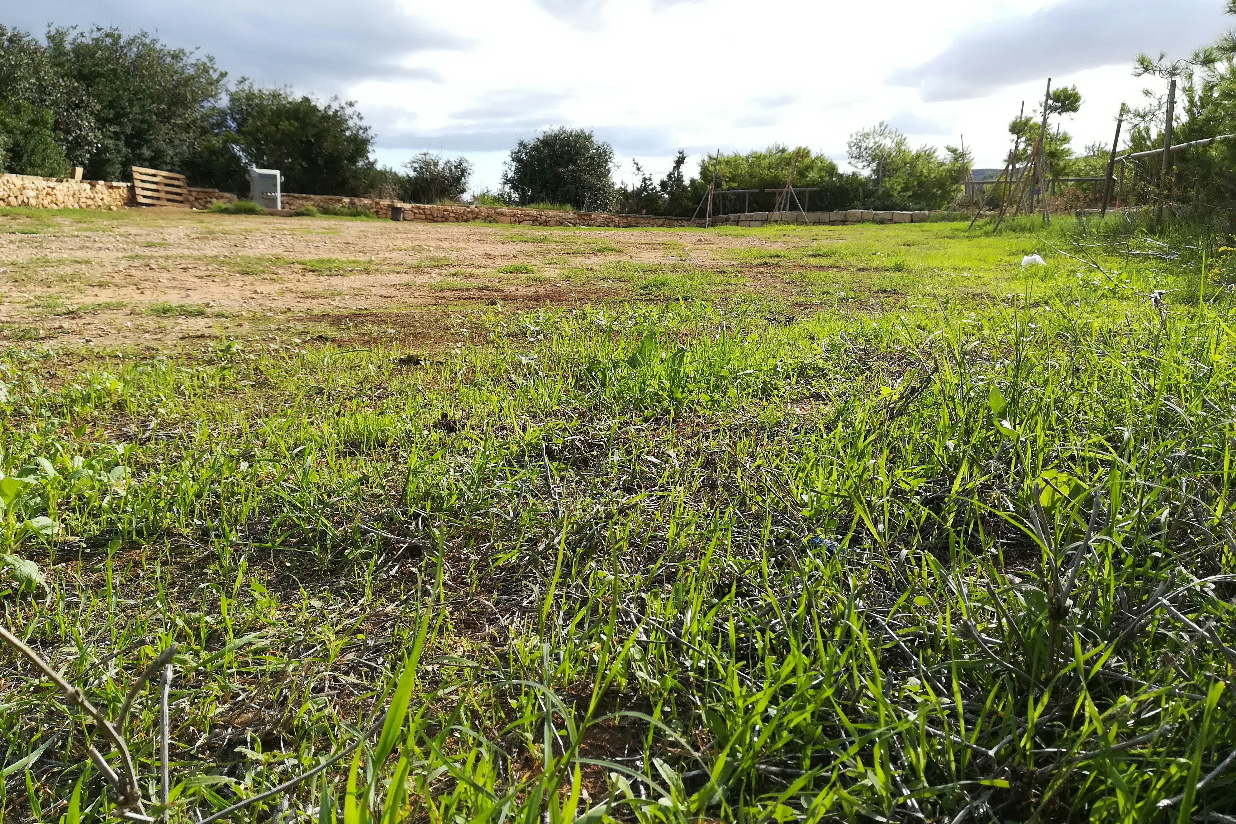 Ghajn Tuffieha Campsite -  im Grünen 