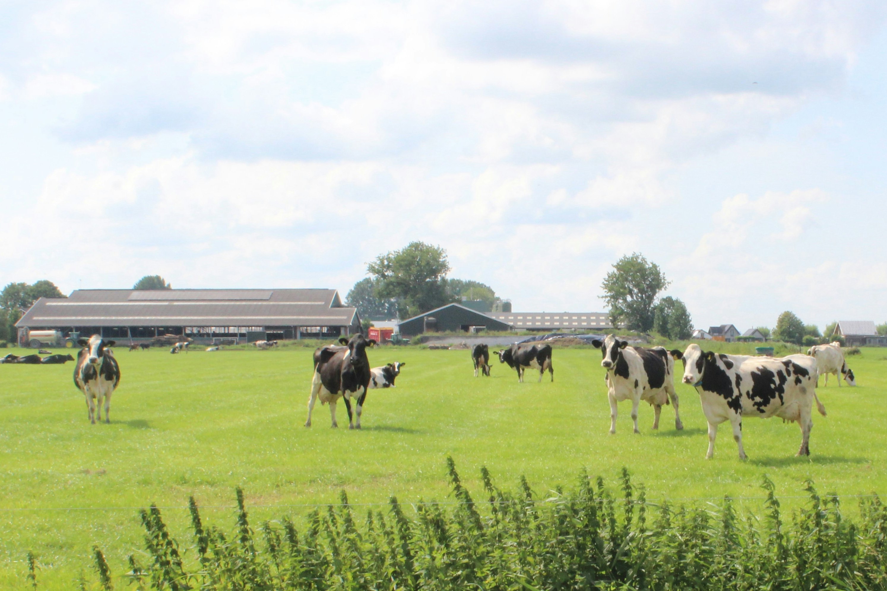 Glamping Camping Nix Hoeve - Kühe auf dem Campingplatz