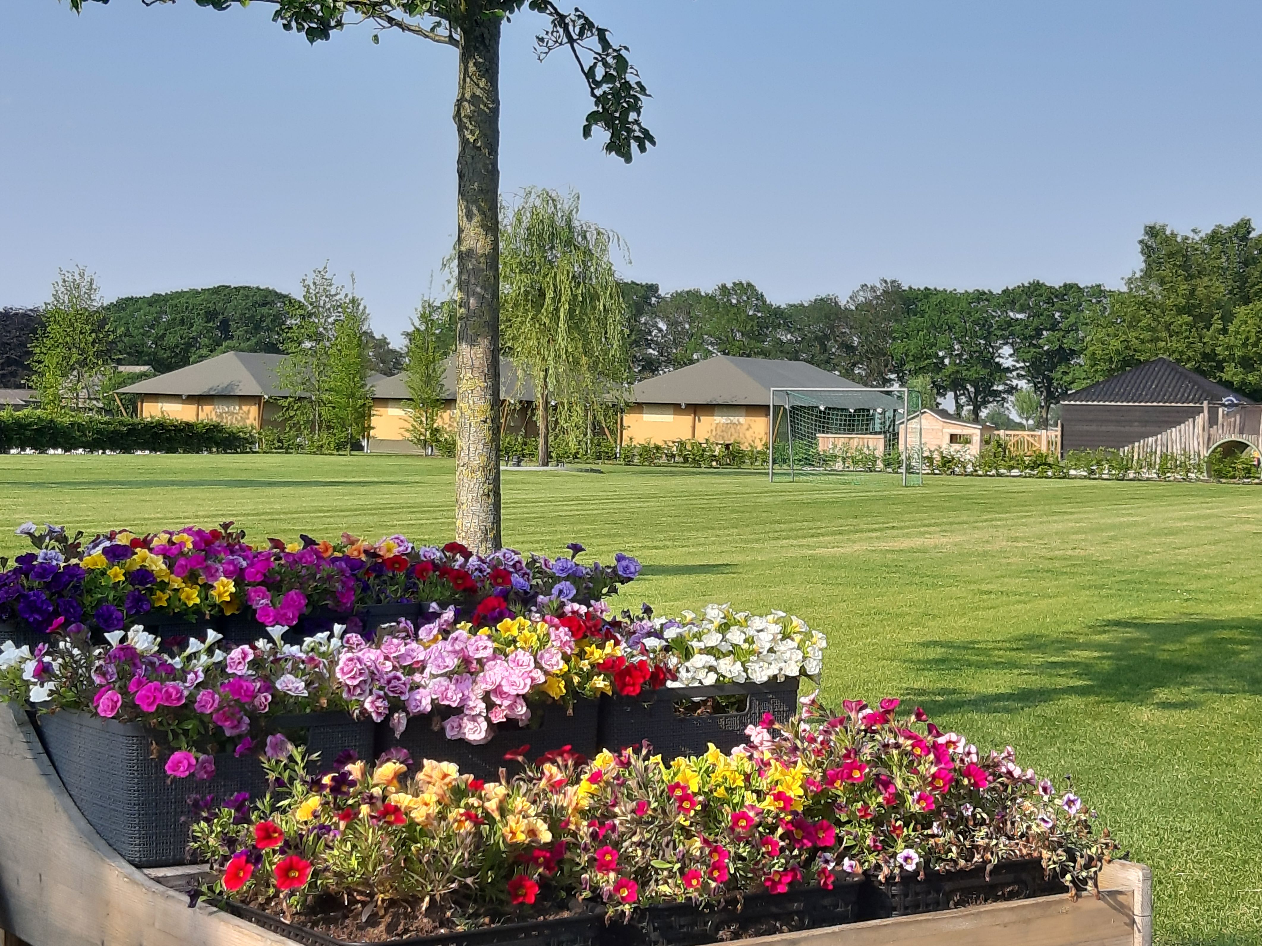 Blumenbeete mit bunten Blüten vor einem gepflegten Campingplatz mit Rasen, Zelten und Gartenwegen.