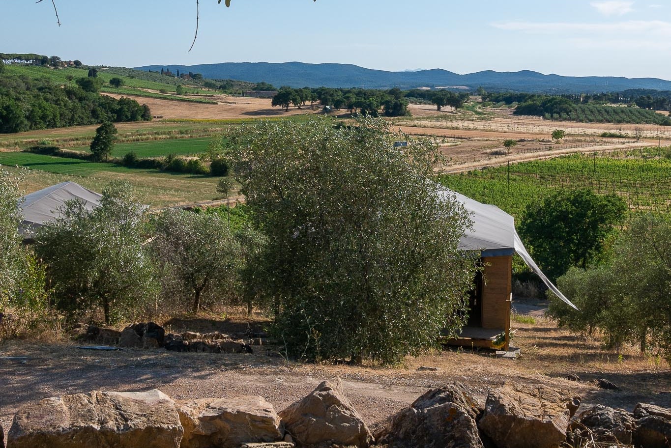 Olivenbaum im Vordergrund, Zelt und Campingplatz am Hang mit Feldern und Hügeln in der Ferne.