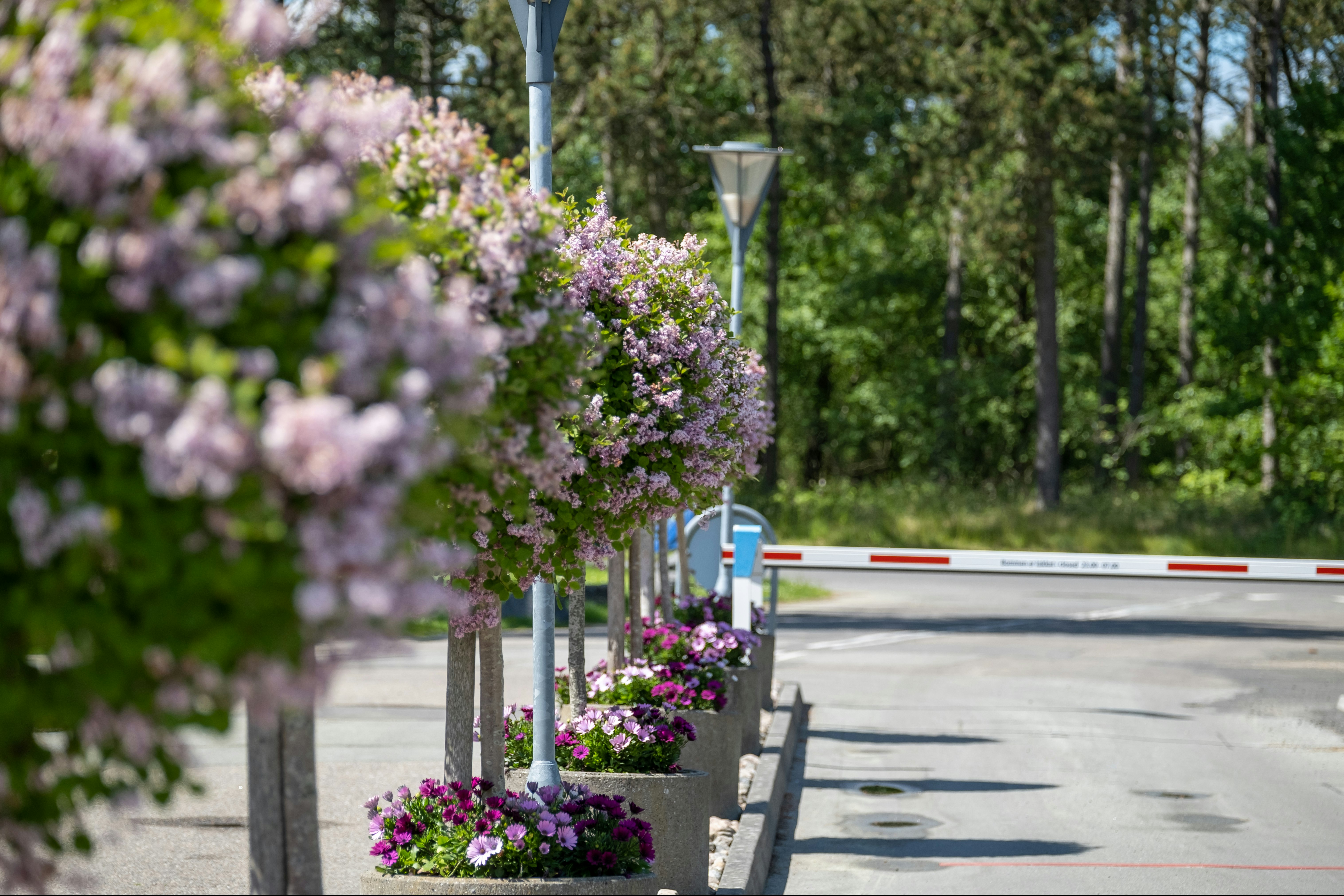 Grenaa Strand Camping - Eingang des Campingplatzes