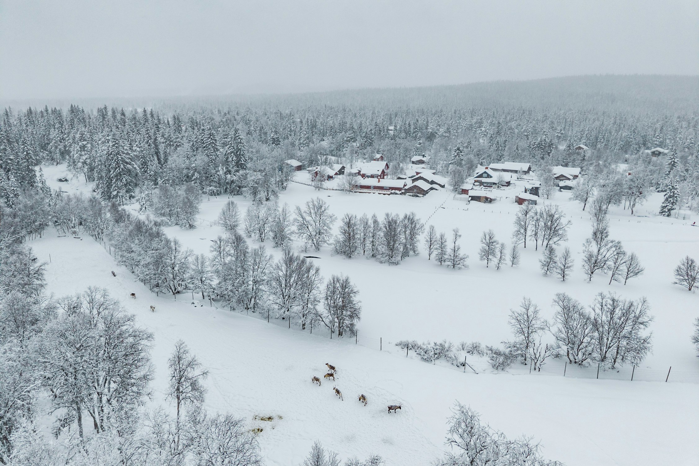 Gunnars Camping - Luftaufnahme des Campingplatzes im Winter mit wilden Rentieren in der Umgebung